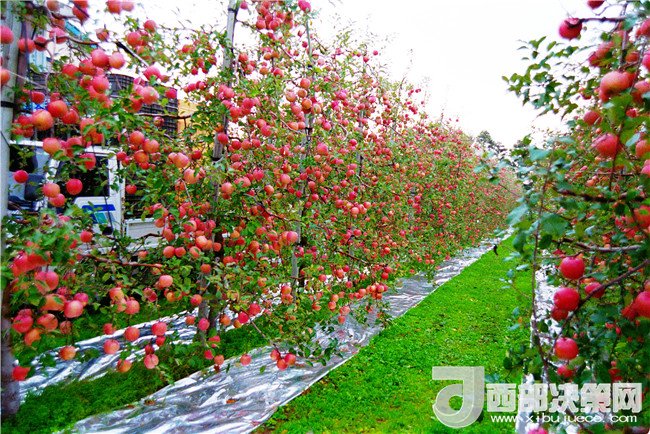 1511336595484365.jpg 3.jpg