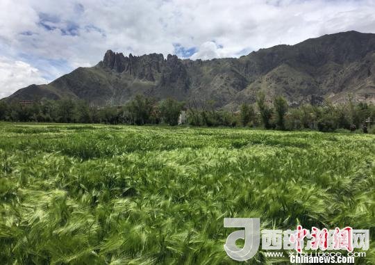 2017年西藏青稞總產(chǎn)量達到79萬噸，占糧食總產(chǎn)量的77%。圖為西藏青稞?！⊥跤窳?攝