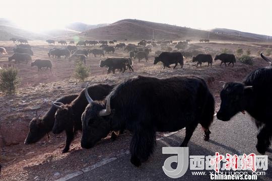 西藏每年存欄約420萬頭牦牛，牦牛產(chǎn)業(yè)發(fā)展是推動西藏畜牧業(yè)可持續(xù)發(fā)展和農(nóng)牧民脫貧致富的重要產(chǎn)業(yè)。圖為西藏牦牛?！O翔 攝