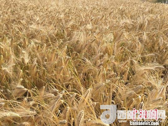 2017年西藏青稞種植面積達210多萬畝，占糧食播種面積的75%。圖為成熟期的青稞?！⊥跤窳?攝