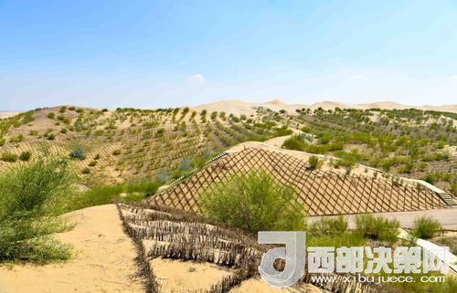 達(dá)拉特旗庫布其沙漠染綠。吳勇攝