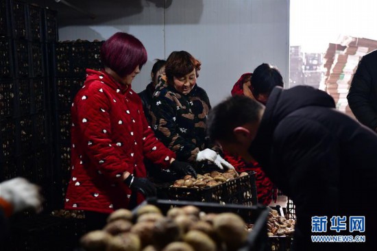 （走基層 聽(tīng)民聲）（4）河南魯山：香菇種植助農(nóng)致富