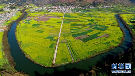 #(環(huán)境)(4)云南羅平:油菜花開(kāi)春意濃