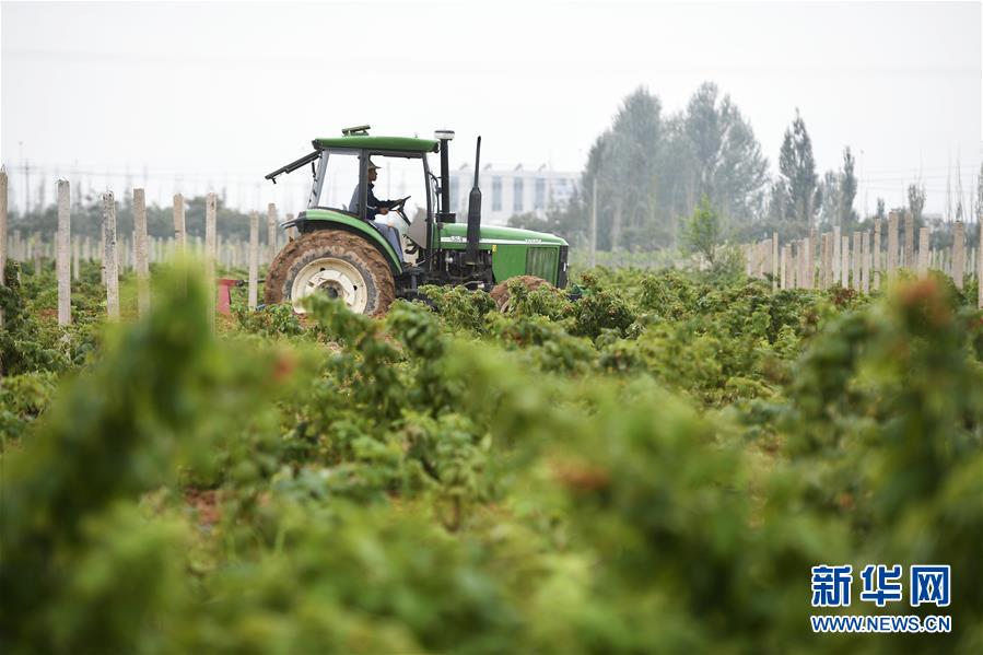 （壯麗70年·奮斗新時代——共和國發(fā)展成就巡禮·圖文互動）（10）生態(tài)美、百姓富——品讀嶄新“寧夏畫卷”