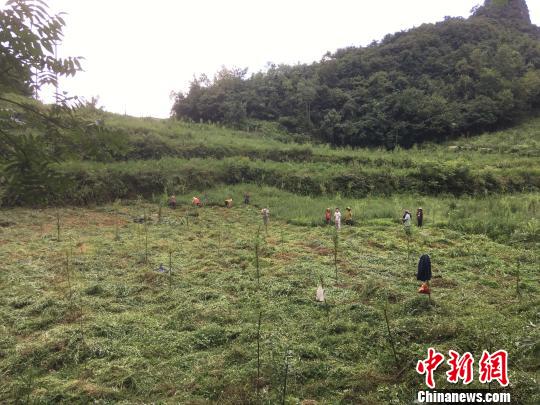 貴州同威生物科技有限公司天麻種植基地?！≈軏?攝
