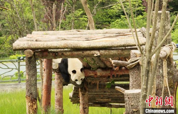 九寨溝熊貓園里的大熊貓?！【耪瘻峡h委宣傳部提供 攝