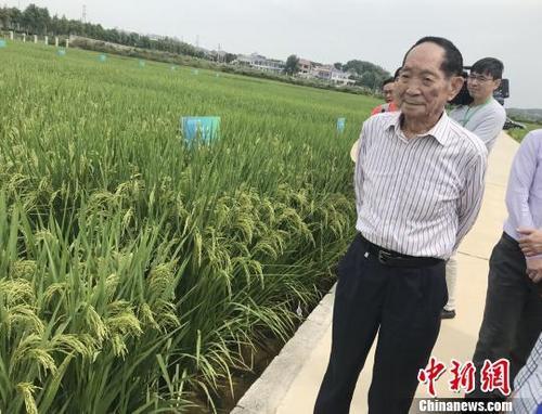 資料圖：袁隆平正在田間察看水稻生長(zhǎng)情況。 唐小晴 攝